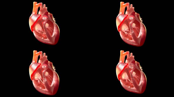 心脏剖面动画带通道可循环