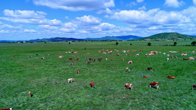 内蒙古草原上的牛群实拍