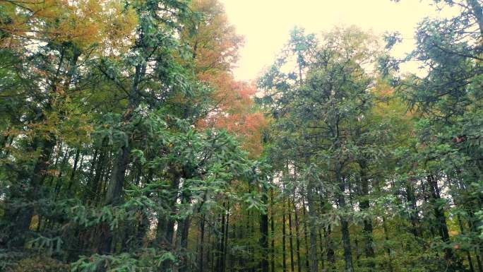 航拍森林植物松树林秋天自然风光