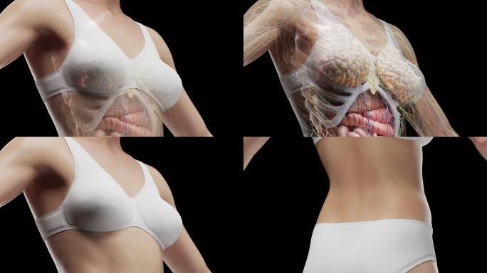 女人人体解剖 胸部 臀部 腰部