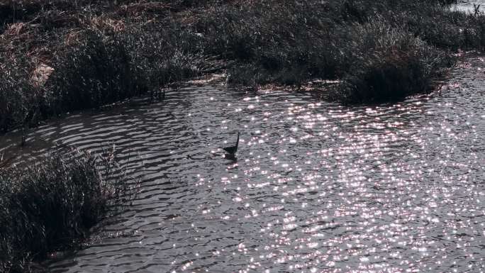 湿地水鸟光影