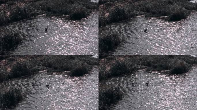 湿地水鸟光影