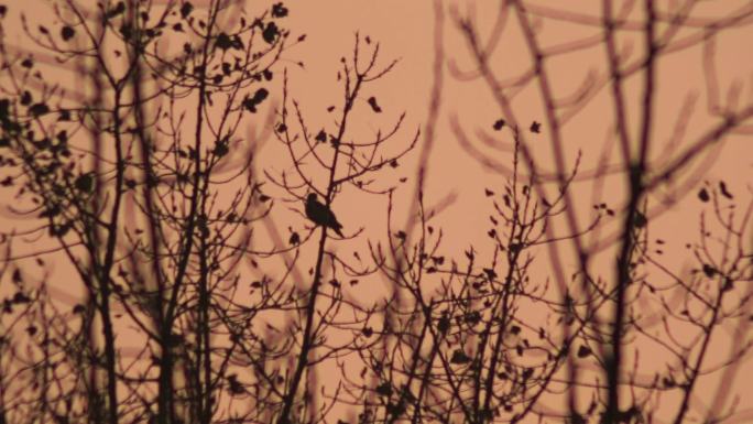 傍晚树枝上的小鸟剪影空镜