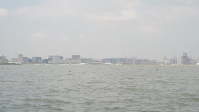 上海临港滴水湖水鸭子1