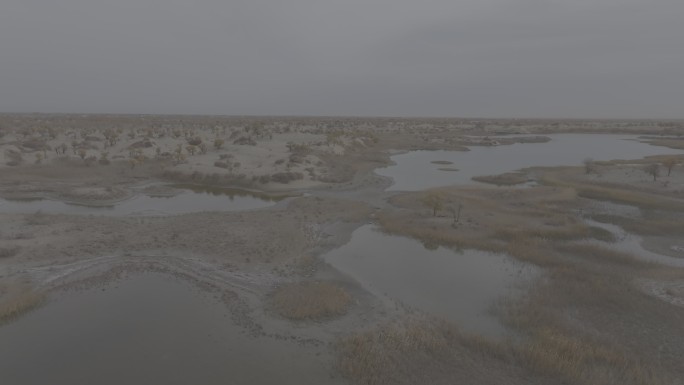 沙漠湿地胡杨林素材（4K）