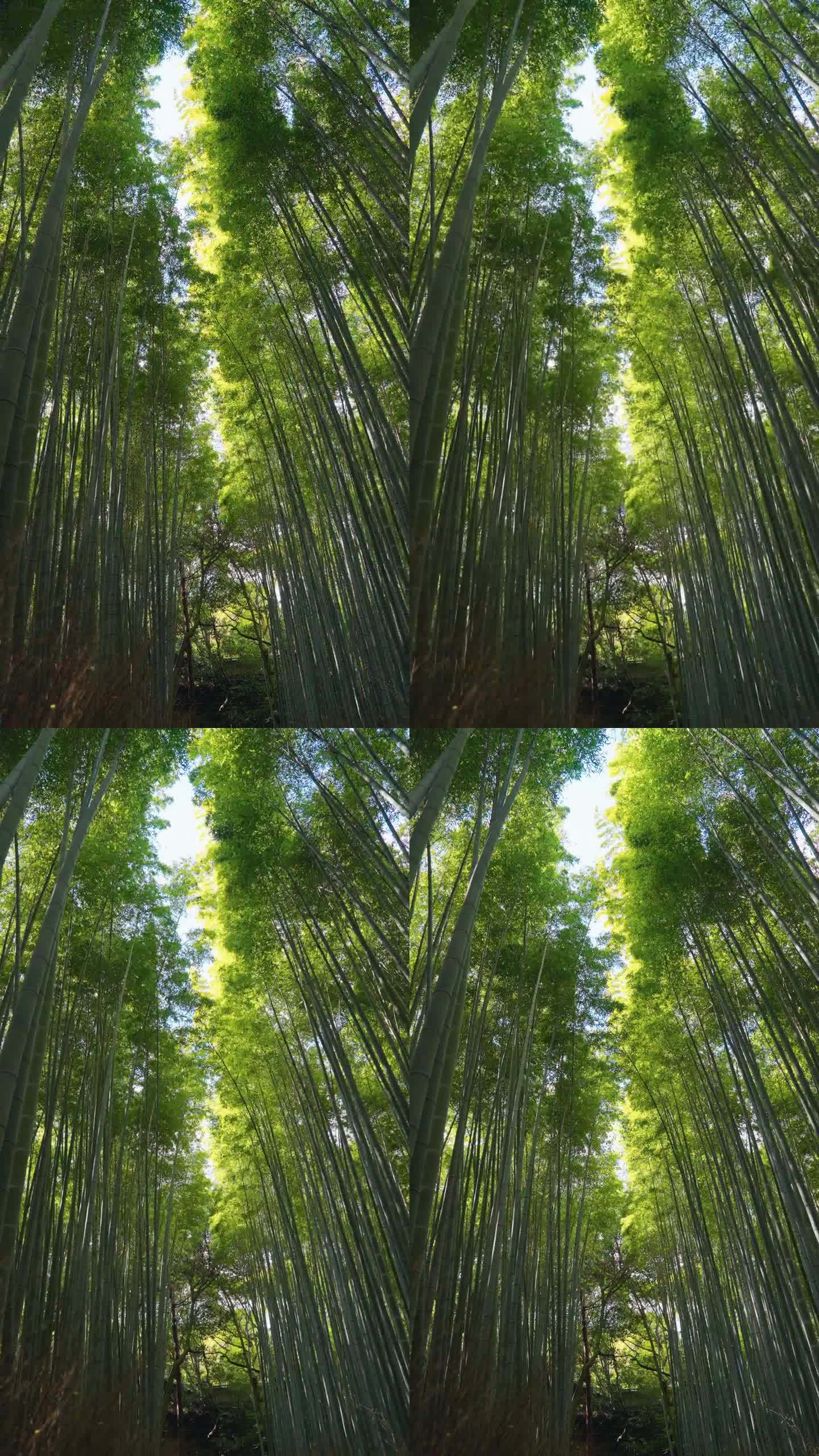 竹林大自然绿色深山老林