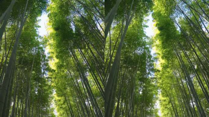 竹林大自然绿色深山老林