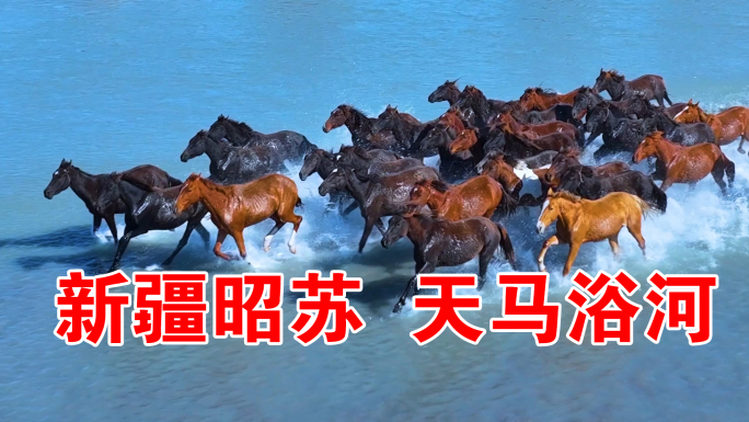 天马浴河慢动作新疆昭苏