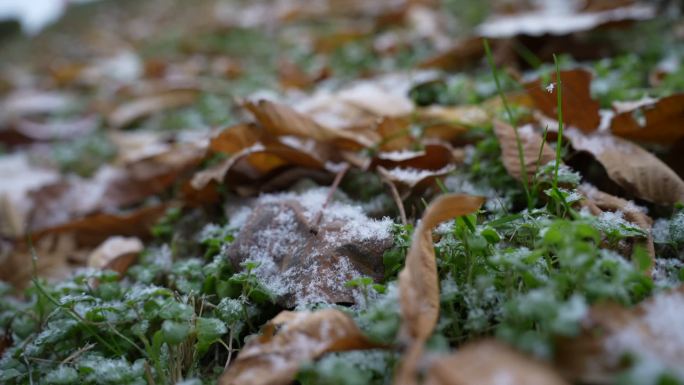 下雪 冬天 花 特写 落雪