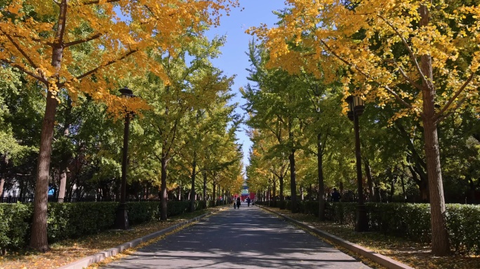 秋季公园林荫道黄色叶子