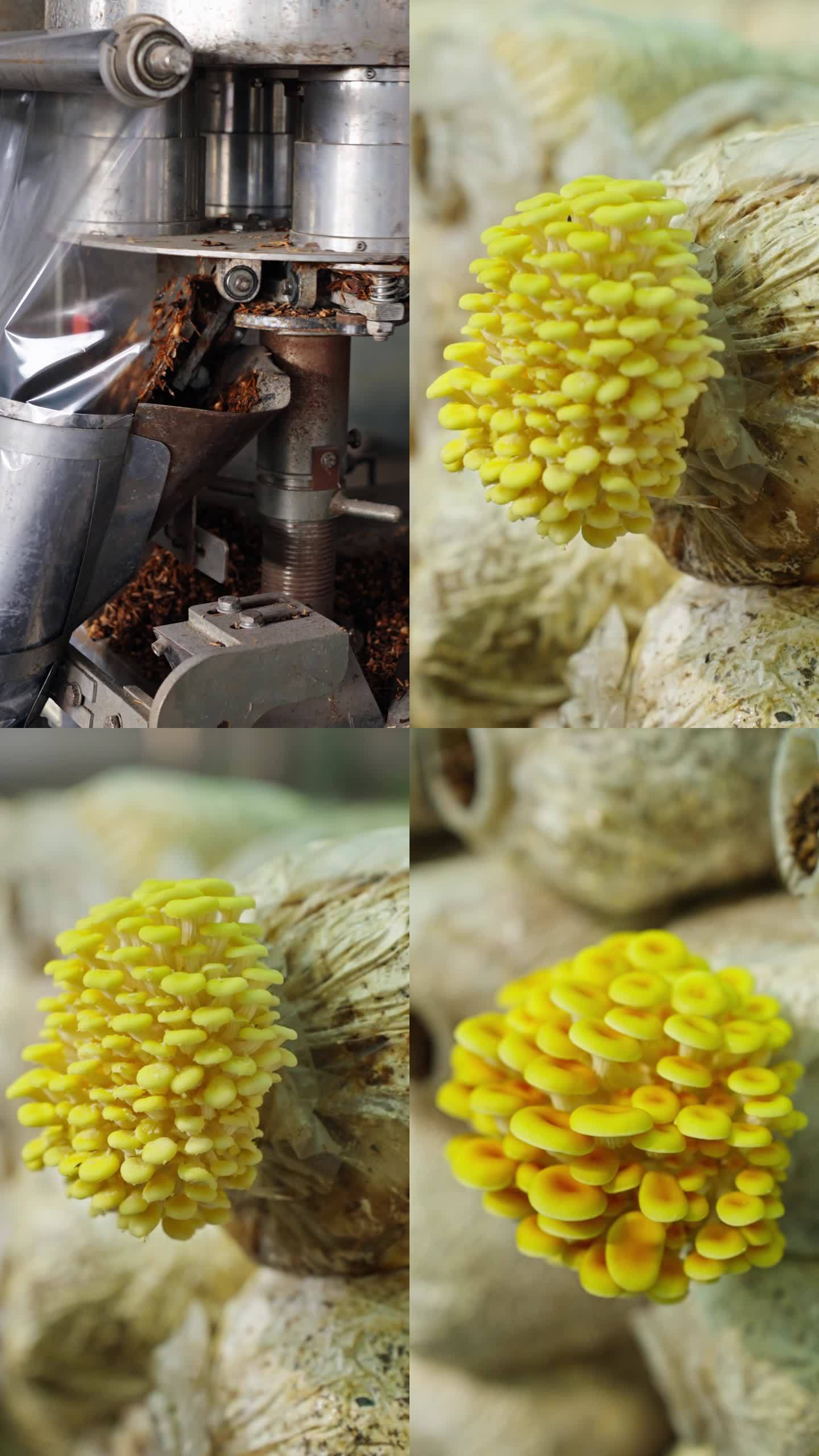 竖屏菌包加工农家农产品乡村振兴菌菇黄金菇