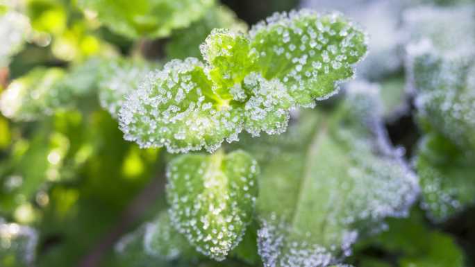 8K春天植物冰雪融化微距特写延时【合集】