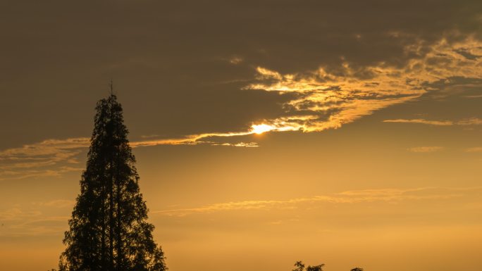 绝美金色太阳夕阳日落晚霞松树