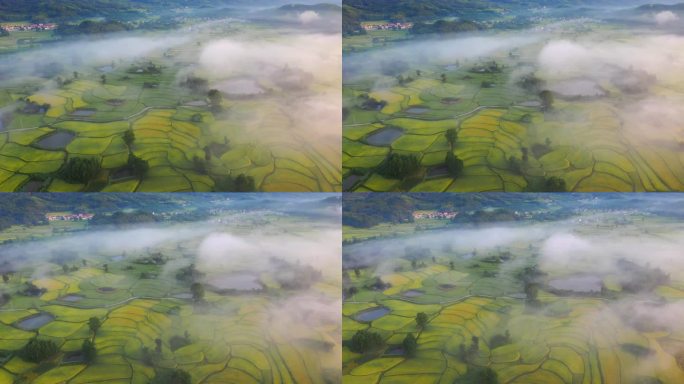 云雾下的稻田