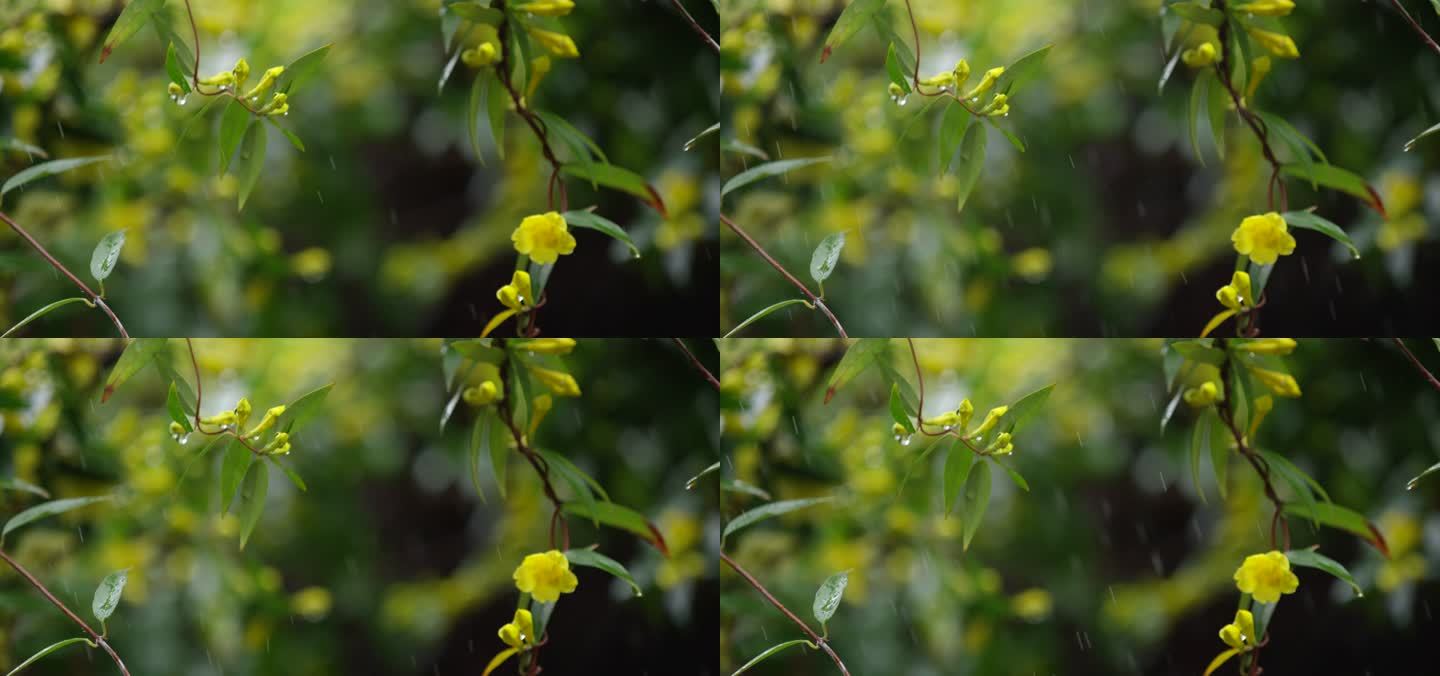 绿叶 嫩芽 细雨 2