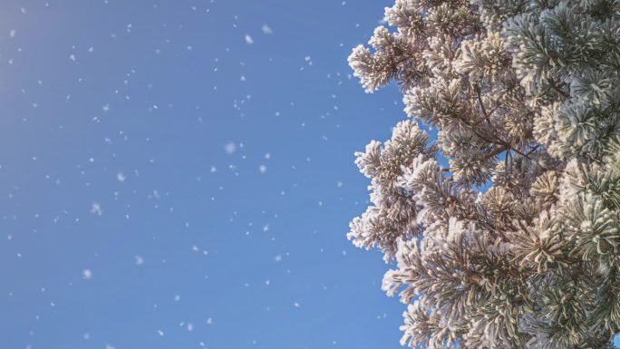 雪花落在树枝上，模糊了背景和复制空间