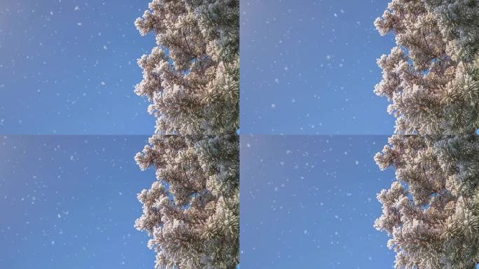 雪花落在树枝上，模糊了背景和复制空间