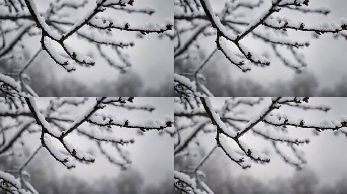 (原创) 小雪 树枝 雪 下雪 冬天