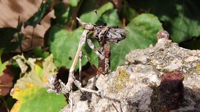 螳螂捕获并吞食一只苍蝇。微距特写