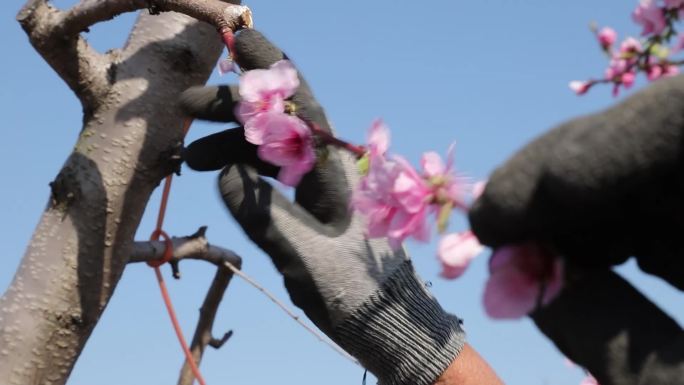 实拍桃园桃树梳花（疏花）