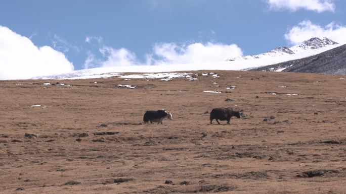 西藏 高原 牦牛