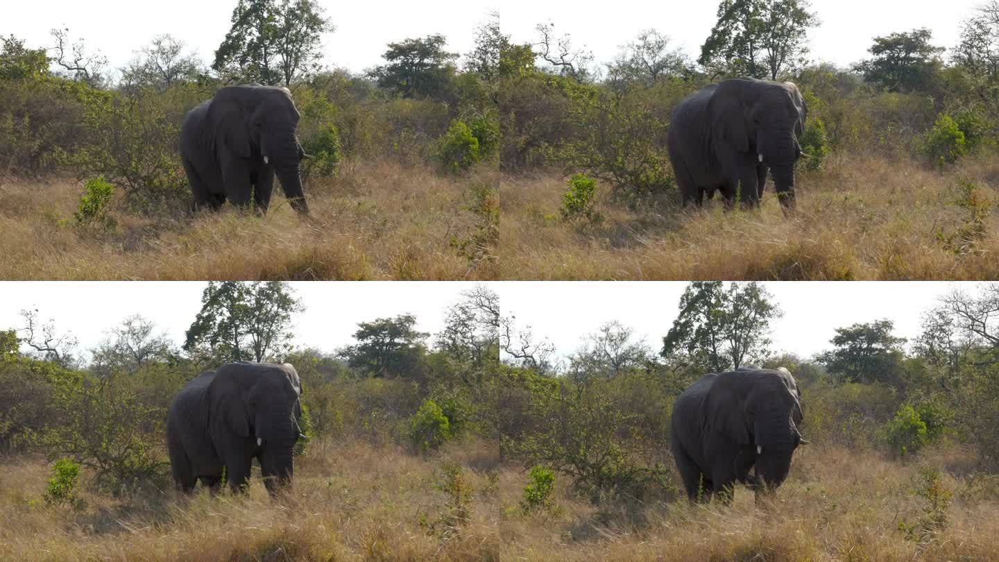 在南非的克鲁格国家公园里，一头长着獠牙的非洲公象在稀树大草原上漫步