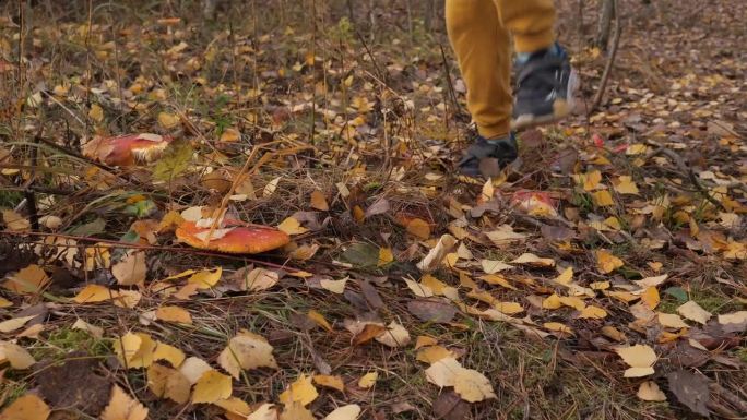 在秋天的森林里，男孩用脚踩碎了飞木耳蘑菇