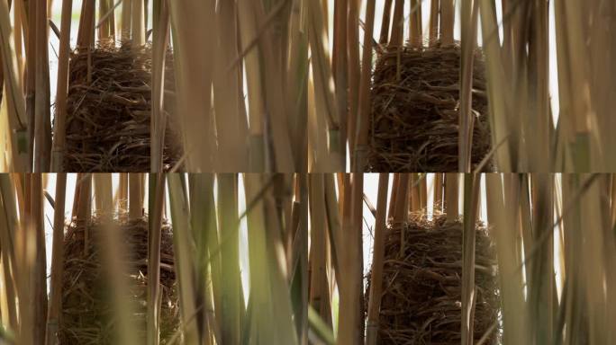 大苇莺(Acrocephalus arundinaceus)在芦苇中筑巢。