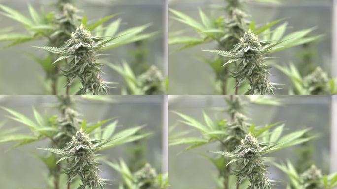 大麻植物特写。种植大麻。杂草的叶子有芽的纹理。药用大麻生长的营养阶段。大麻的花。