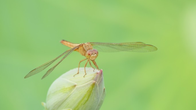 清晨蜻蜓立在含苞待放的荷花上