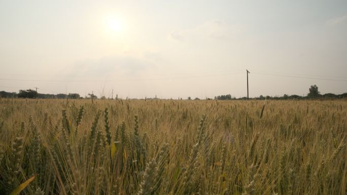 秋天农村田野阳光洒在小麦上