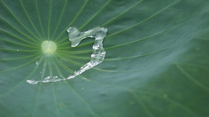 荷花荷叶水滴水珠慢镜头升格