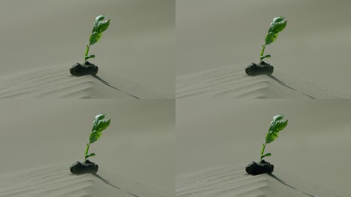沙漠-种子-绿苗1