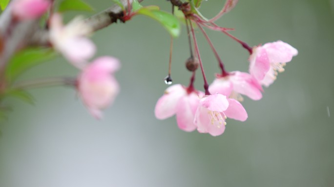 垂丝海棠 绿叶 细雨 7