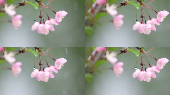 垂丝海棠 绿叶 细雨 7