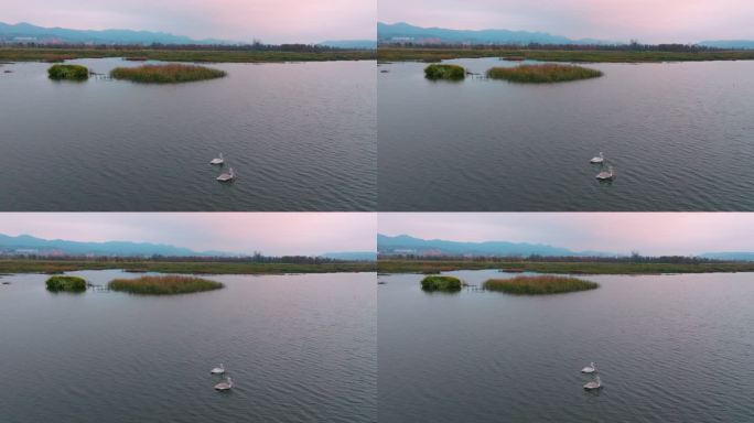 航拍毕节威宁草海卷羽鹈鹕