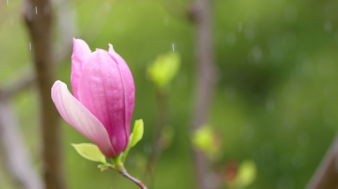 玉兰 嫩芽 细雨