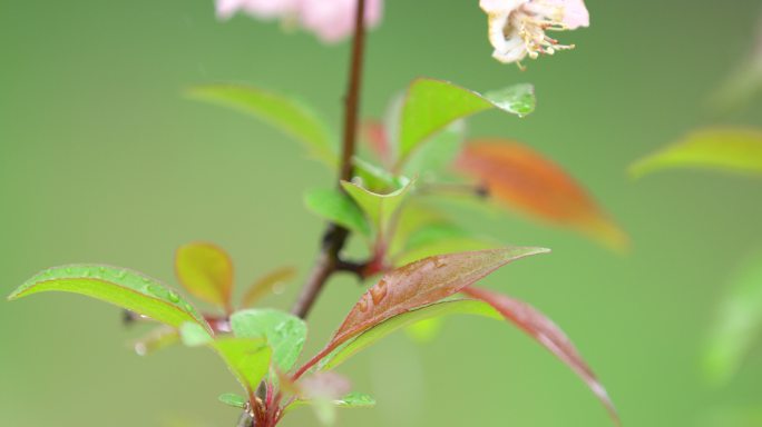 垂丝海棠 绿叶 细雨 4