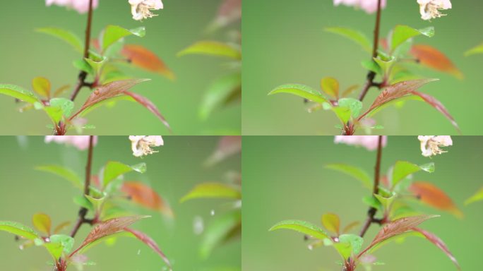 垂丝海棠 绿叶 细雨 4