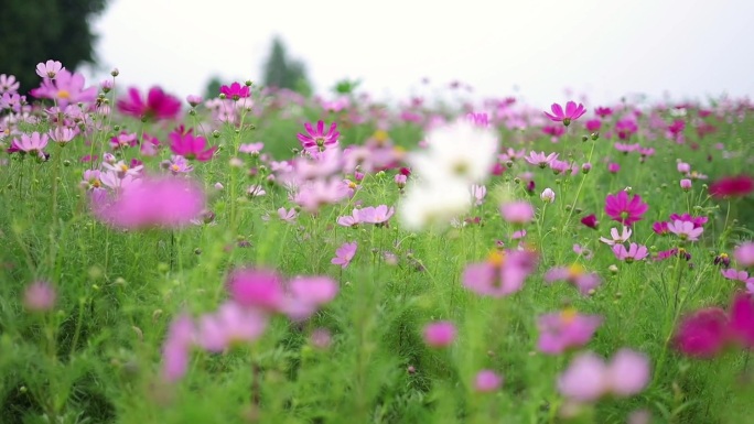 格桑花随风摇曳 拍摄格桑花海