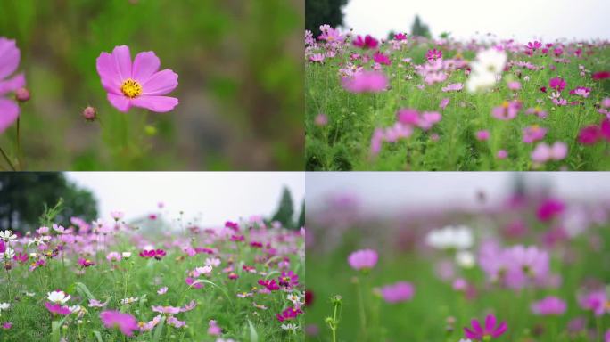 格桑花随风摇曳 拍摄格桑花海