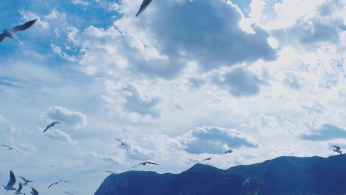 阳光下蓝天白云飞翔的海鸥