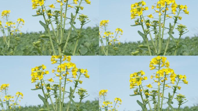 春天乡村田野油菜花菜籽盛开