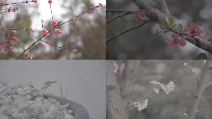 原创冬天花朵视频