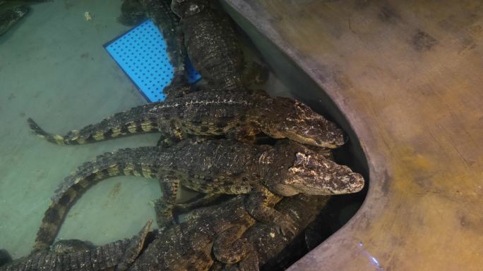 鳄鱼 鳄 海洋馆 水族馆 鳄鱼馆