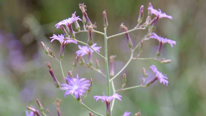 野草野花春季特写郊外植物