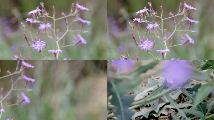 野草野花春季特写郊外植物