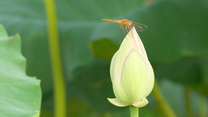 小荷才露尖尖角早有蜻蜓立上头