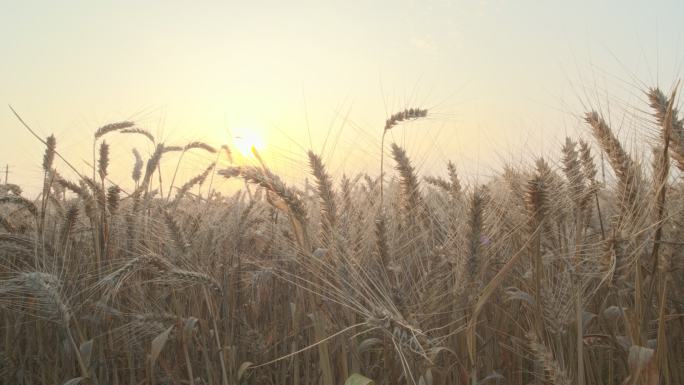 秋天田野小麦穗麦芒夕阳丰收