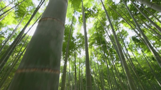 鲜绿竹林生态保护仰视天空参天大树
